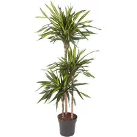 Oasis of Life Drachenbaum Dracaena Riki 140cm Ø24cm Zimmerpflanze mit grün gestreiften Deko