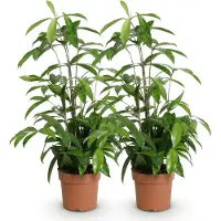 Oasis of Life Dracaena surculosa 2 pflegeleicht Drachenbäume 60-70cm 17cm Elegante Keramiktopf