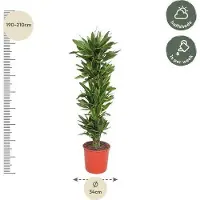 Oasis of Life Drachenbaum Dracaena Golden Coast Pflegeleicht & robust 200cm Ø34cm Grünpflanze