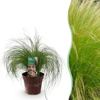 Green Boutiq GreenboutiQ - Ziergräser - Stipa tenuifolia Pony Tails - Grün - 1 Pflanze - Immergrün - Winterhart - Topf 17cm Höhe 50cm