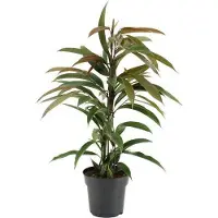 Oasis of Life Gummibaum Ficus Binnendijkii Amstel King Zimmerpflanze Ø17cm 70cm hoch Deko