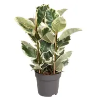 Oasis of Life Ficus Elastica Tineke 100cm hoch Ø27cm Bunte Gummibaum-Zimmerpflanze Keramiktopf