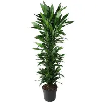 Oasis of Life Drachenbaum Dracaena Janet Lind 170cm Ø34cm Zimmerpflanze mit dunkelgrünen Deko