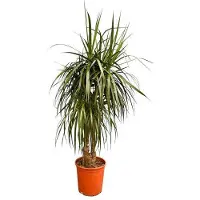 Oasis of Life Drachenbaum Dracaena Anita Variegata Zimmerpflanze 190cm Große Grünpflanze