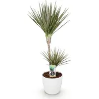 Oasis of Life Ø21cm 90-100cm Zimmerpflanze Grünpflanze Topfpflanze - Dracaena Drachenbaum