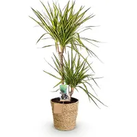 Oasis of Life Dracaena Sunray 90-100cm 21cm mit Korb Zimmerpflanze Deko pflegeleicht Indoor