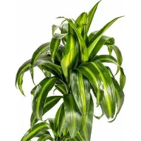 Oasis of Life Dracaena Deremensis Hawaiian Sunshine – Drachenbaum – Ø19cm – 70-90cm – Tropische Zimmerpflanze mit zweifarbigen Blättern