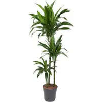 Oasis of Life Drachenbaum Dracaena Janet Craig 150cm Ø24cm Zimmerpflanze mit breiten Deko