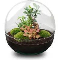 Oasis of Life Flaschengarten DIY Bausatz Dome XL Ø30cm H30cm Terrarium Zimmerpflanze It Deko