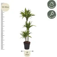 Oasis of Life Drachenbaum Dracaena Lemon Lime 140cm Ø24cm Zimmerpflanze mit grün-gelben Deko