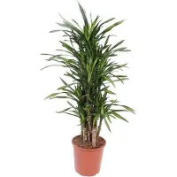 Oasis of Life Drachenbaum Dracaena Riki pflegeleicht 140cm Ø30cm Zimmerpflanze Grünpflanze