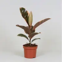 Oasis of Life Gummibaum Ficus Elastica Belize Zimmerpflanze Ø12cm 30cm pflegeleicht Deko Büro