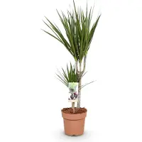 Oasis of Life Dracaena Marginata Drachenbaum 17cm 70-80cm pflegeleicht Zimmerpflanze Deko