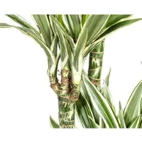Oasis of Life Drachenbaum Dracaena Deremensis White Stripe Zimmerpflanze Ø27cm Höhe 180cm