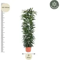 Oasis of Life Schmalblättriger Gummibaum Ficus Alii King 150cm Ø29cm Zimmerpflanze mit langen