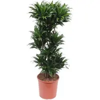 Oasis of Life Drachenbaum Dracaena Compacta pflegeleicht 140cm Ø30cm Zimmerpflanze Grünpflanze