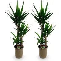Oasis of Life Palmlilie Yucca Elephantipes pflegeleicht Palmlilien langen 2 Pflanzen 100cm
