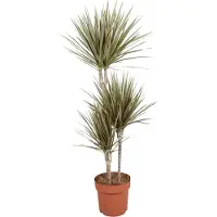 Oasis of Life Drachenbaum Dracaena Bicolor Zimmerpflanze Ø21cm - Höhe ca.120cm - zweifarbiges