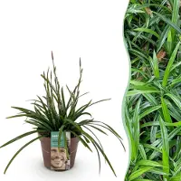 Green Boutiq GreenboutiQ - Ziergräser - Carex morrowii Irish Green - Grün & Gelb - 1 Pflanze - Immergrün - Winterhart - Topf 17cm Höhe 50cm