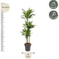 Oasis of Life Drachenbaum Dracaena Golden Coast 160cm Ø24cm Zimmerpflanze pflegeleicht Deko