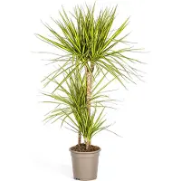 Oasis of Life Zimmerpflanze Drachenbaum Dracaena Marginata 'Sunray' Ø21cm 100-110cm Wohnzimmer