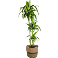 Oasis of Life Dracaena Deremensis Hawaiian Sunshine inkl. Naturkorb 130-150cm Ø24cm Wohnzimmer