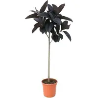 Oasis of Life Ficus Elastica Abidjan 130cm Luftreinigend Zimmerpflanze Grünpflanze Topfpflanze