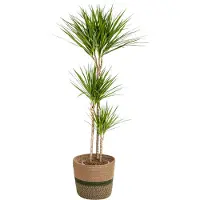 Oasis of Life Dracaena Marginata Green inkl. Naturkorb Elegante Zimmerpflanze schmalen Ø24cm