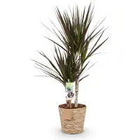 Oasis of Life Dracaena Magenta 70-80cm 17cm mit Korb mit eleganten pflegeleicht Drachenbaum