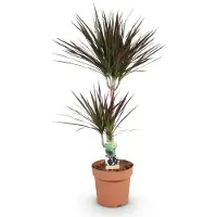 Oasis of Life Dracaena Magenta Drachenbaum 21cm 90-100cm pflegeleicht Zimmerpflanze Wohnzimmer