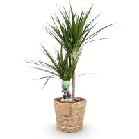 Oasis of Life Dracaena Marginata 90-100cm 21cm mit Korb mit rotem Rand Elegante Deko dekorativ