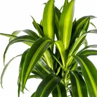 Oasis of Life Dracaena Deremensis Hawaiian Sunshine Drachenbaum Ø24cm 130-150cm Zimmerpflanze