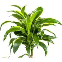 Oasis of Life Dracaena Deremensis Dorado Drachenbaum Zimmerpflanze Ø21cm Höhe 100-120cm Deko