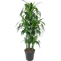 Oasis of Life Drachenbaum Dracaena Hawaiiana Karussell 150cm Ø31cm Zimmerpflanze mit langen