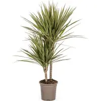 Oasis of Life Drachenbaum Dracaena Marginata Bicolor Zimmerpflanze Ø17cm 60cm und pflegeleicht