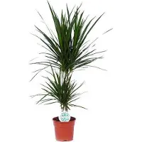 Oasis of Life Drachenbaum Dracaena Marginata Zimmerpflanze Ø17cm 75cm hoch pflegeleicht Deko