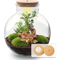 Oasis of Life Flaschengarten Terrarium Bolder Bob Bonsai DIY Bausatz + LED Mini-Dschungel