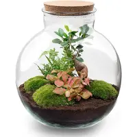 Oasis of Life Flaschengarten DIY Bausatz Ficus Ginseng Set Ø31cm H30cm Terrarium Zimmerpflanze