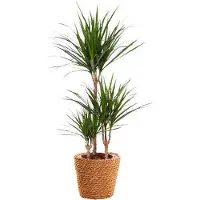 Oasis of Life Drachenbaum Dracaena Marginata Zimmerpflanze Ø21cm 95cm Höhe pflegeleicht Deko