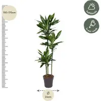 Oasis of Life Drachenbaum Dracaena Janet Lind 160cm Ø24cm Elegante Zimmerpflanze pflegeleicht