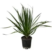 Oasis of Life Dracaena Draco - Drachenbaum - Zimmerpflanze - Ø24cm - Höhe ca. 100cm