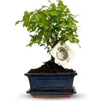 Oasis of Life Bonsai Baum mit kugelförmiger Krone Höhe 25-30cm Klassischer Miniaturbaum Deko