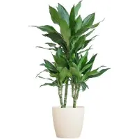 Oasis of Life Dracaena Janet Lind 95cm Drachenbaum Zimmerpflanze Ø21cm im weißen Viber Topf