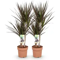 Oasis of Life Dracaena Magenta 2 pflegeleicht Drachenbäume 17cm Höhe 70-80cm Rot-Grüne Deko