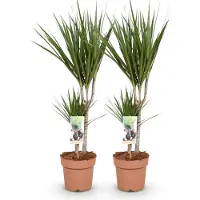 Oasis of Life Dracaena Marginata 2 elegante Drachenblutbäume 70-80cm 17cm pflegeleicht Deko