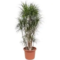 Oasis of Life Drachenbaum Dracaena Marginata pflegeleicht 220cm Ø40cm Zimmerpflanze Wohnzimmer