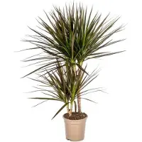 Oasis of Life Dracaena Marginata Magenta Drachenbaum Zimmerpflanze Ø17cm 50-70cm pflegeleicht