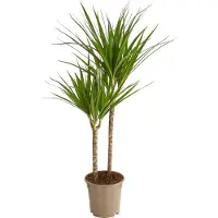 Dehner Drachenbaum, dreitriebig mit rötlicher Umrandung, ca. 90-100 cm, Ø Topf 19 cm, Zimmerpflanze