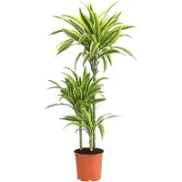 Dehner Drachenbaum Lemon Lime, dreitriebig, ca. 110-120 cm, Ø Topf 21 cm, Zimmerpflanze