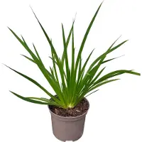 GRDplanten Libertia grandiflora - Großblütige Libertie - Container 2 liter